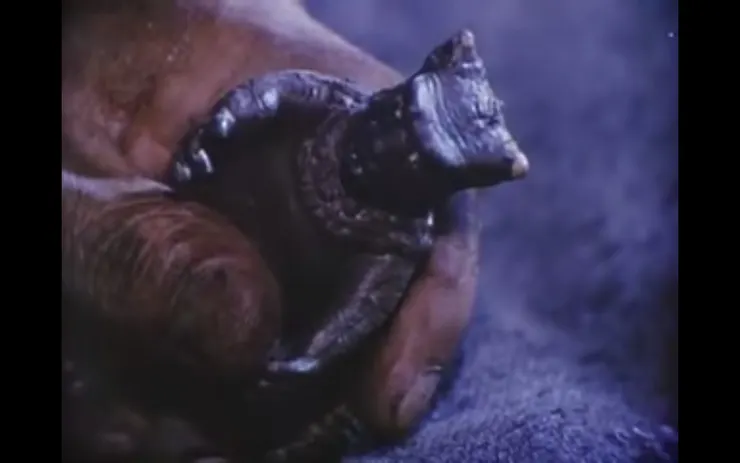 平壤小怪獸：不可殺