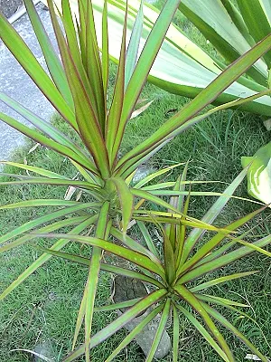 src