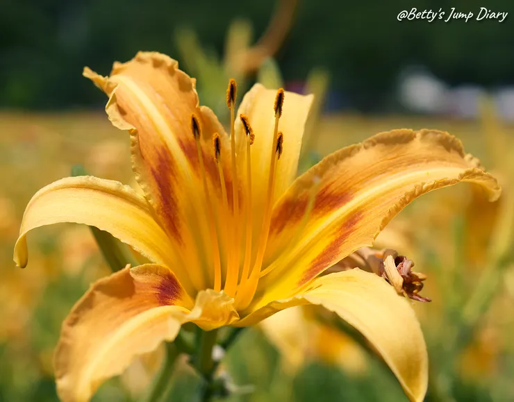 ▲2025花現台七「桃園繡球金針農遊趣」/ 圖片來源：Betty's Jump Diary