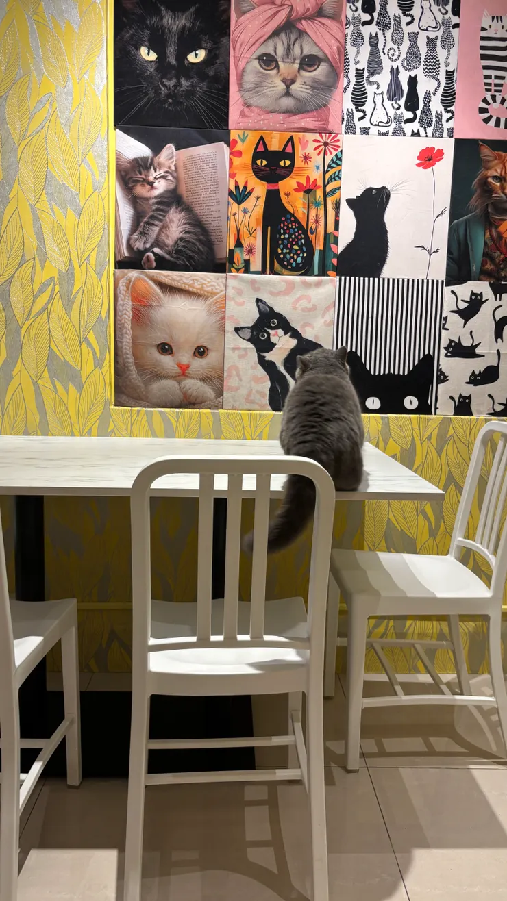 喵喵有約｜其中一隅