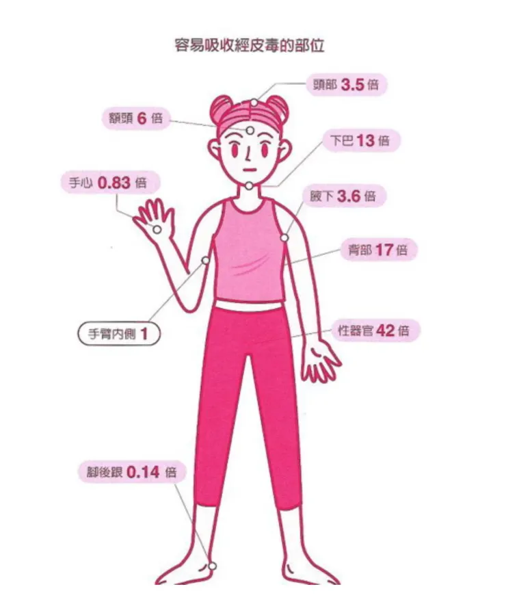 圖片來源🔗日本排毒大師大森隆史醫師《 經皮毒完全排毒法》：「手與腳吸收經皮毒不到1倍，臉部額頭、下巴、眼皮周圍則為6倍以上，頭皮約3.5倍、背部17倍，性器官最容易吸收，有高達42倍的強度。」
