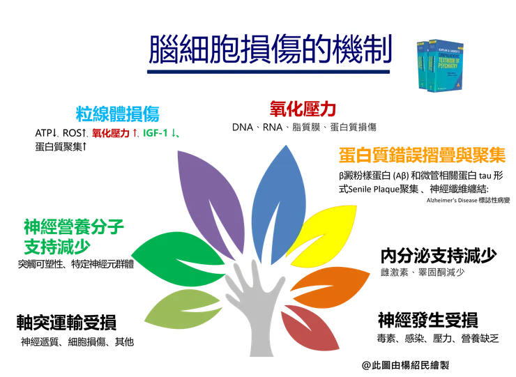 腦細胞損傷的幾種機制