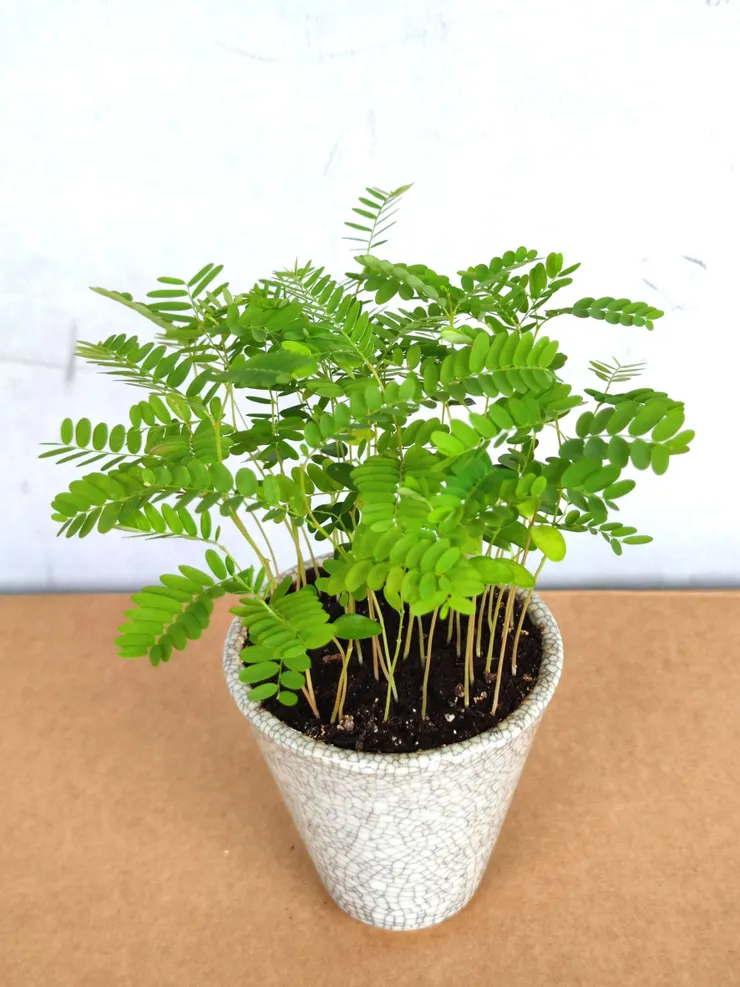 大安社大114.06.13