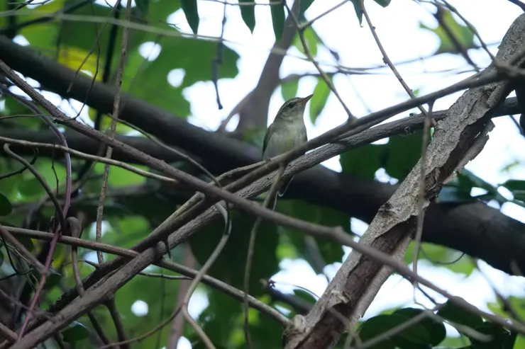 “你找到我嗎？”