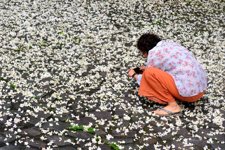 【滿舖樹冠或地表都是美麗風景，晚春清早綠光中流連桐花小徑。幸福綠光的早晨！】