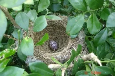 一顆蛋..孵出夢想..財富自由