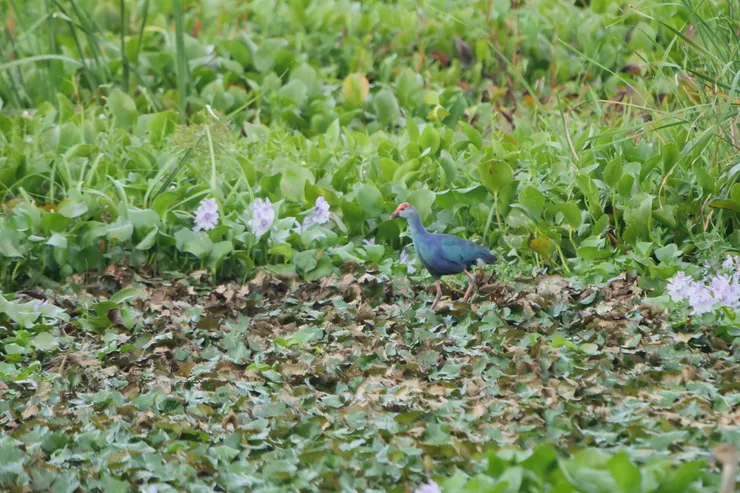 Purple Swamphen