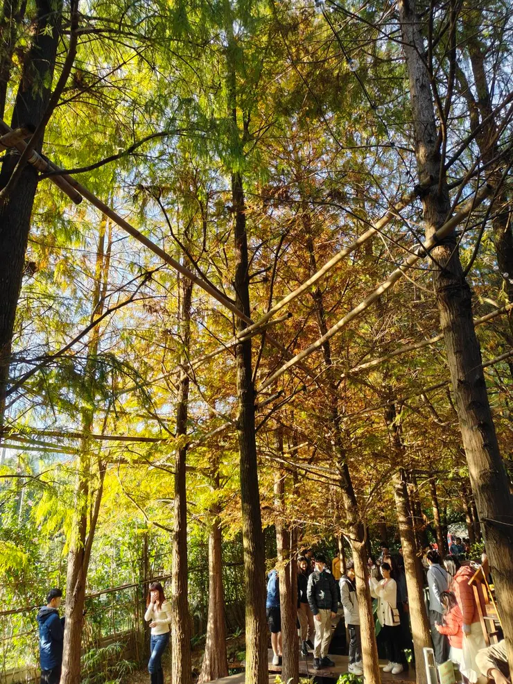 落羽松樹下有滿滿的拍照人潮
