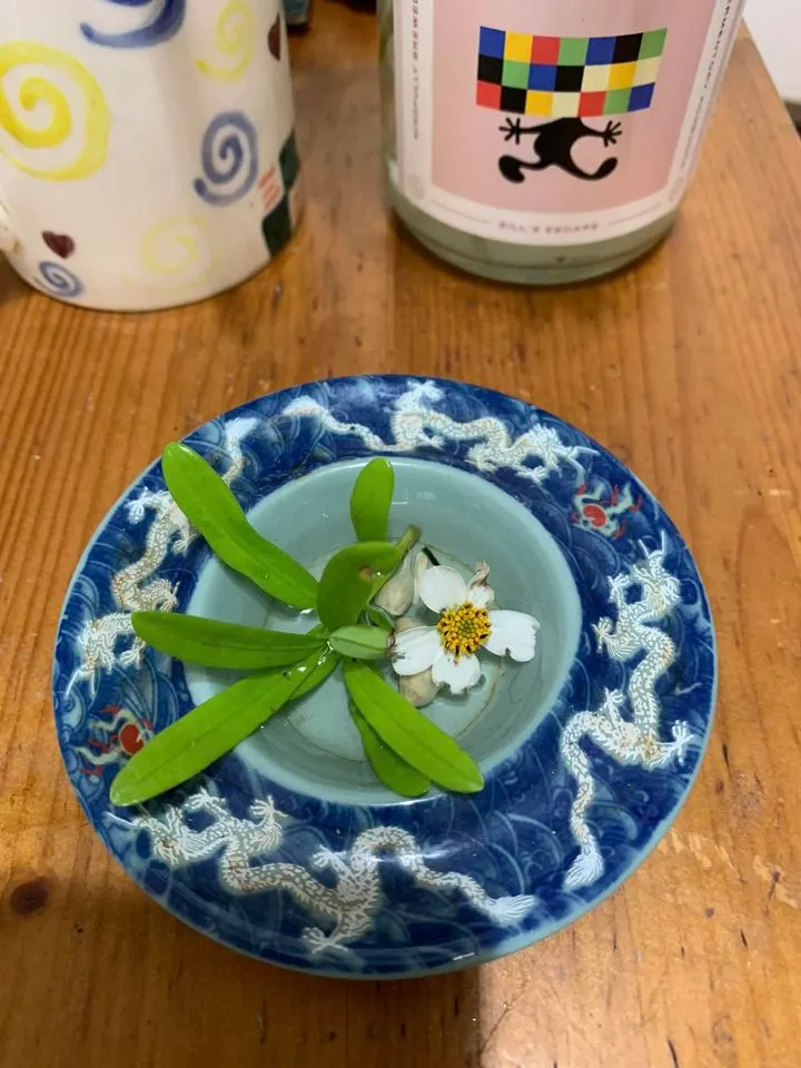 撿來的羅漢松，放在水盤中很多天，把今午后採的大花咸豐草垂下的一朵剪下一起作伴。