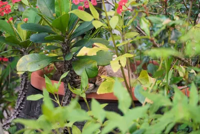 在達卡兒咖啡的悠閒午後