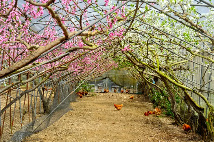【桃花廊靠鐵桿撐起出乎意料!原先想像桃花廊是滿山成排的桃樹,結果竟類似種在溫室中以鐵桿撐持。此圖顯示雞樹共生。】