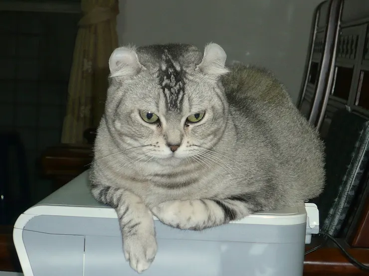 蹲在印表機的胖喵喵(李建崑攝影)