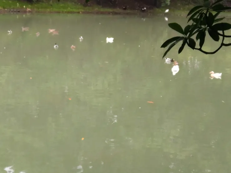 在湖裡的鴨鴨們太遠了都糊了