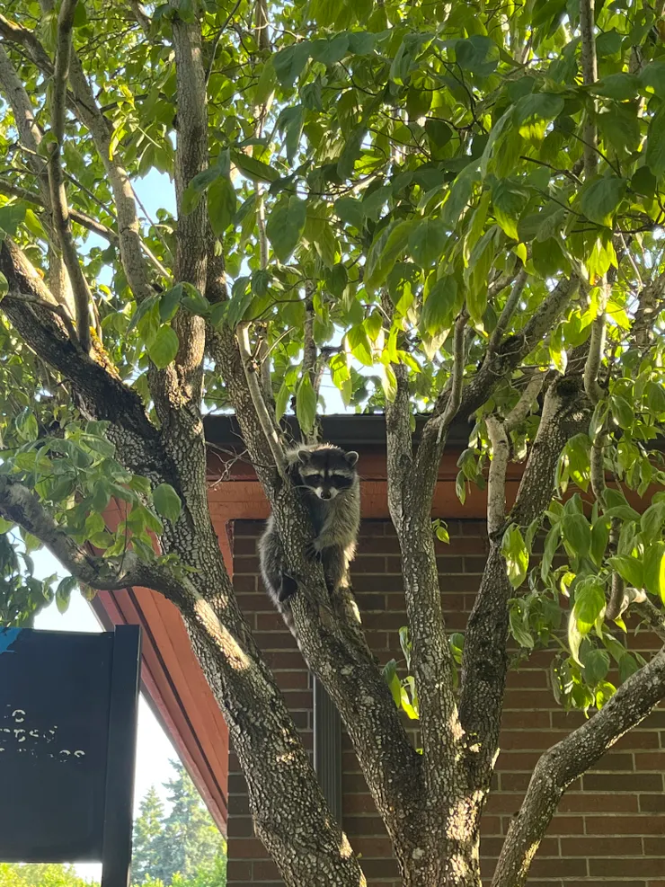 ▲在鄰居家發現了Raccoon