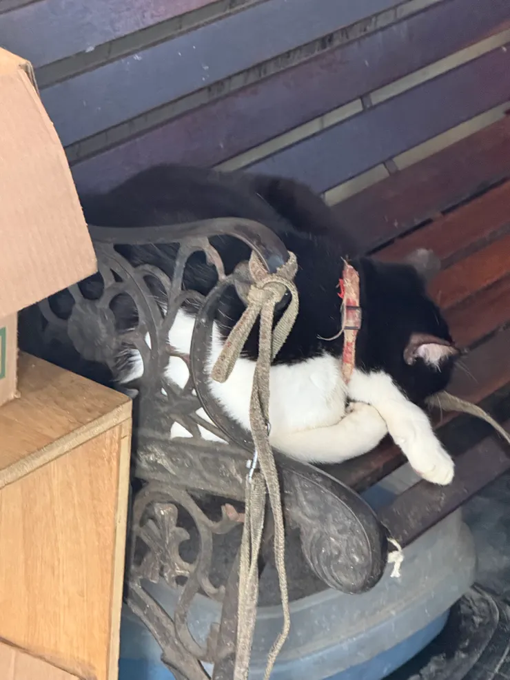 2026/04/20 睡覺的貓