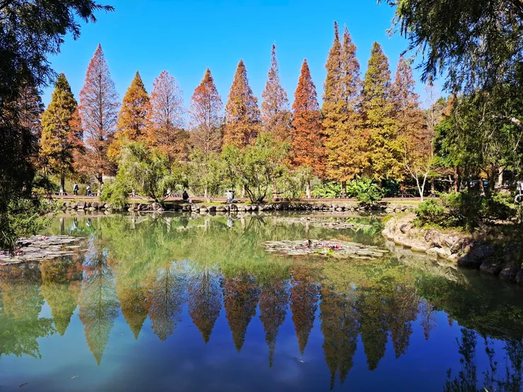 火辣辣更新之 步履不停的落羽松小聚