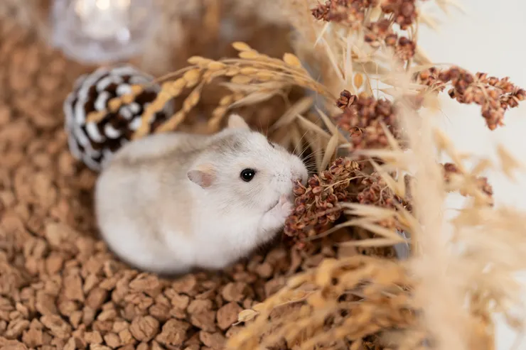 挑了一堆零食誘騙，結果一直在破壞人家造景