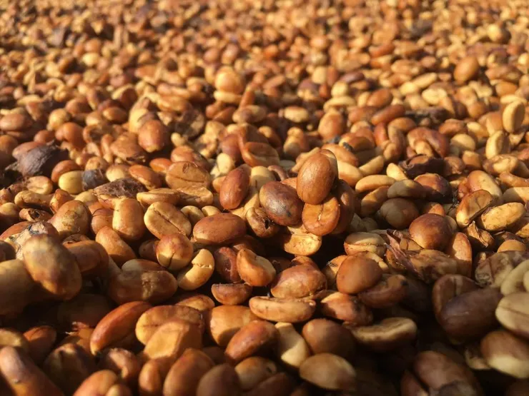 厭氧日曬咖啡豆