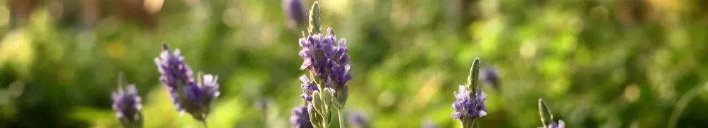 Castor Sung的沙龍