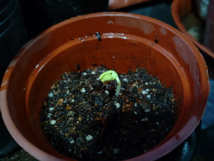 頭還低低的小芽