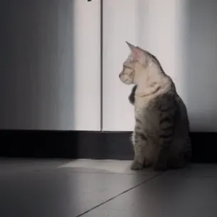 無狀態裡的獨白的沙龍