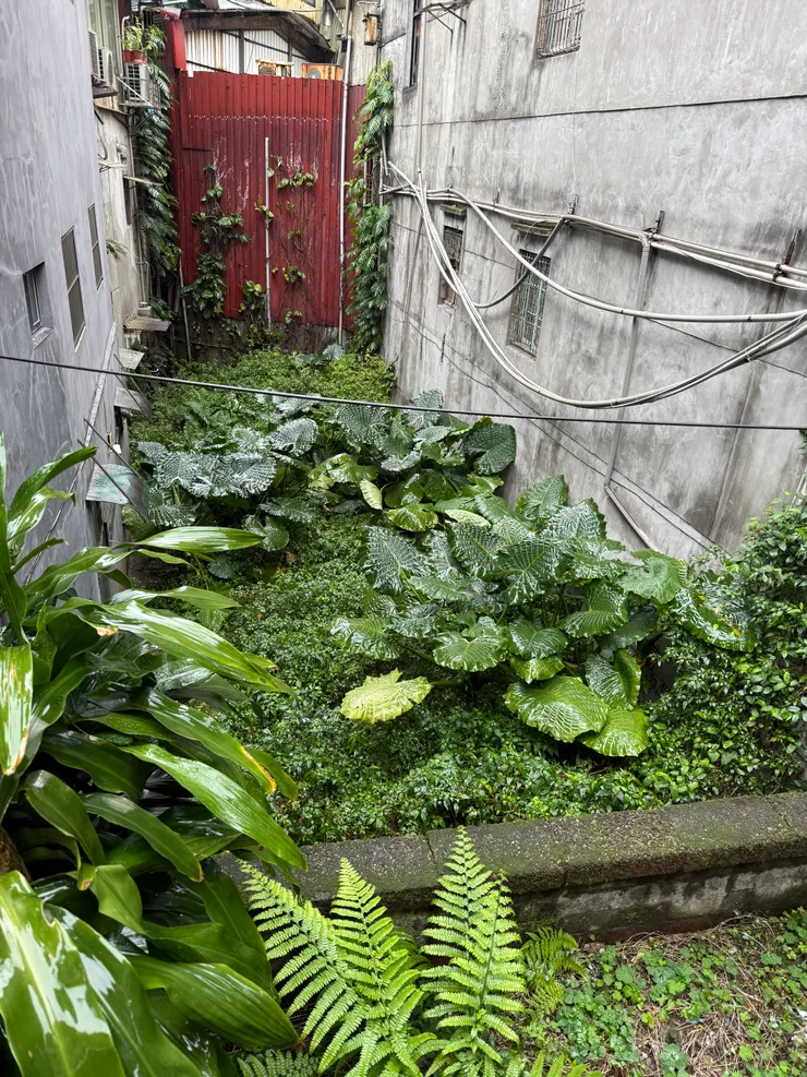 基隆多雨的天氣,植物真的很茂盛