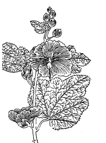《植物名實圖考》卷三 蜀葵(被歸為蔬類) 