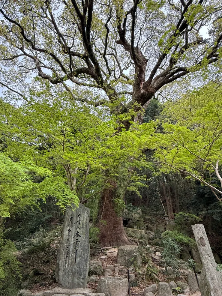 翠綠的讓人心情大好