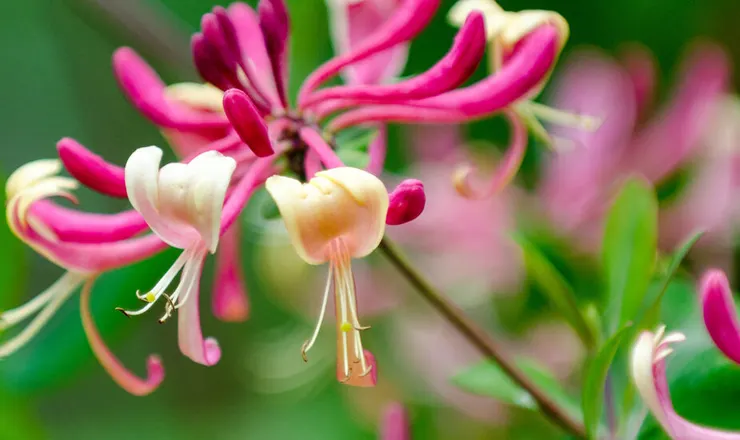 金銀花(Lonicera japonica)