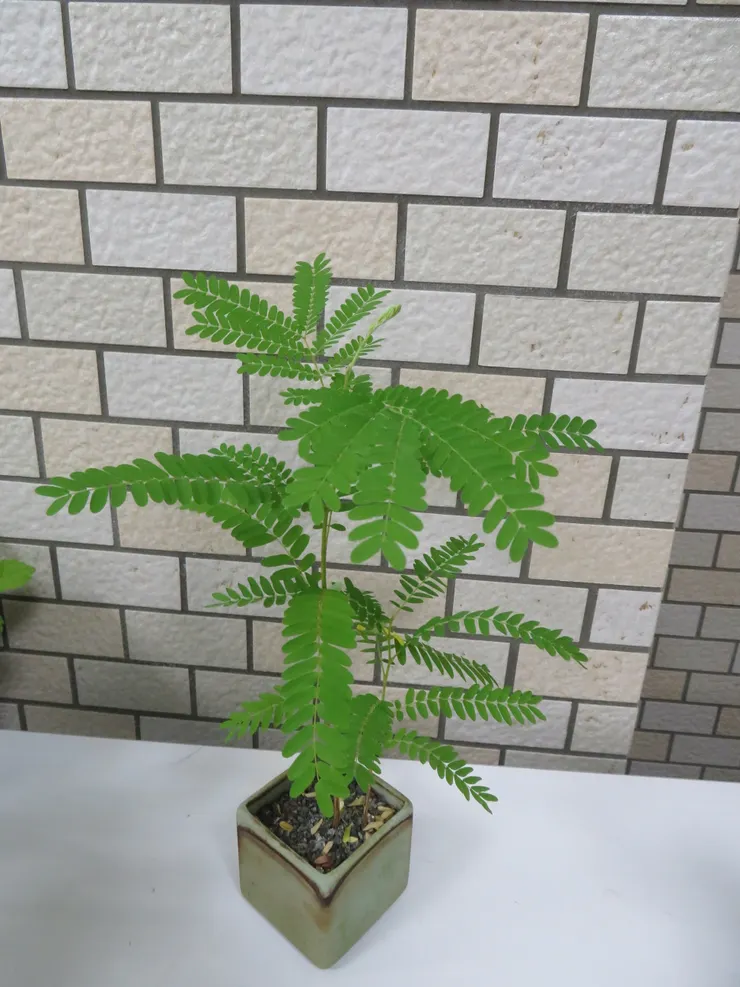 新店崇光社大109.09.02