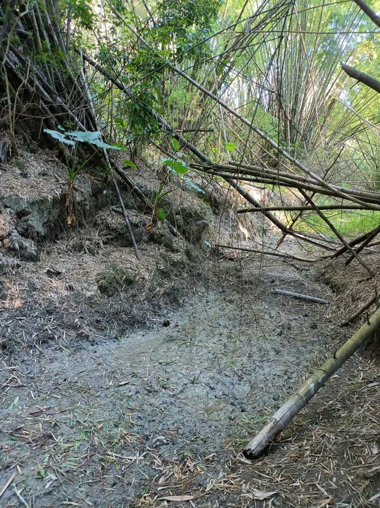 水鹿、梅花鹿常來洗澡的泥池