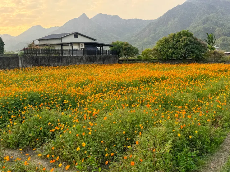 回程路旁的花海好美～～❤️ 是幸福充實滿滿成就感的一天！！