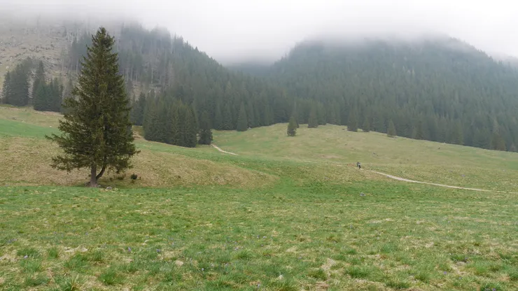 吃完後繼續看番紅花