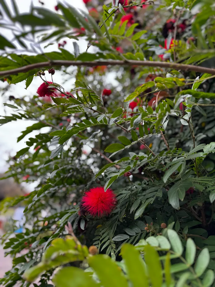 iPhone 15 / photo by 甜甜錁zero 