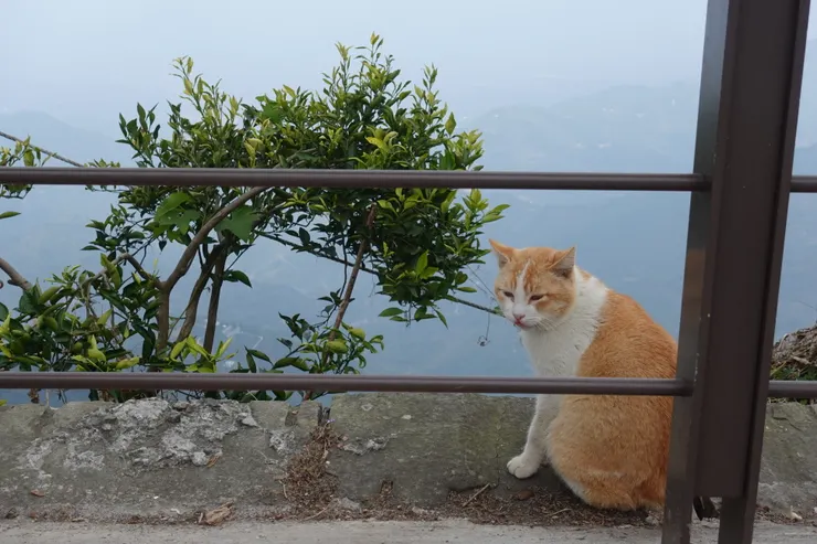 第一站二延平步道上的貓