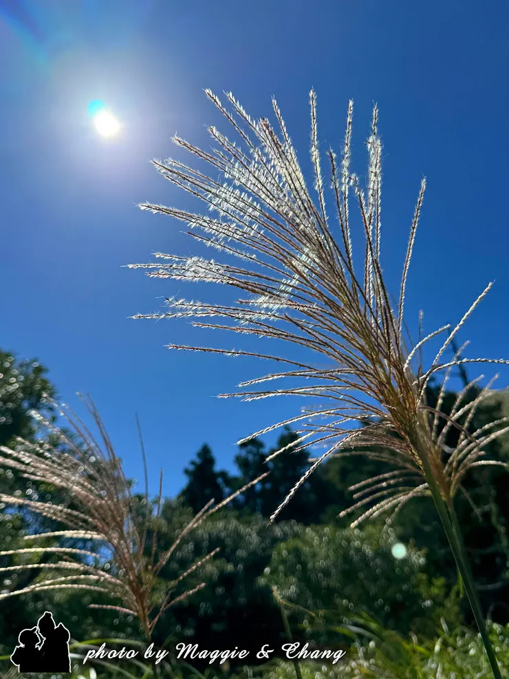 這季節的芒草真的太美, 陽光一照整片都亮了起來, 風吹過,金光閃閃,像山在發光一樣。