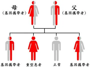 以地中海型貧血舉例來說，如雙方都是基因攜帶者的話，將會有四分之一的機會生出重度地中海型貧血的小孩