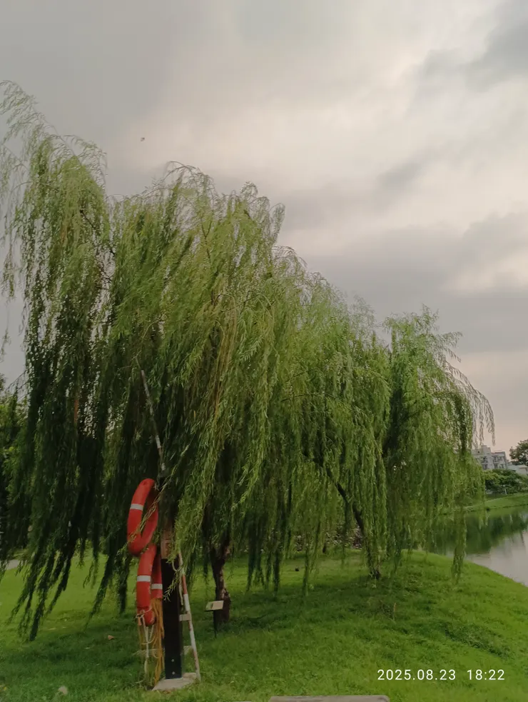 垂柳千絲風輕揚