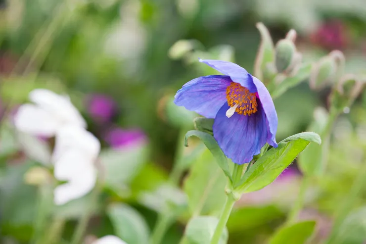 五脈綠絨蒿Meconopsis quintuplinervia