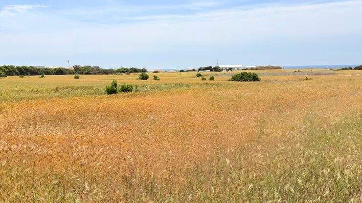 加波島上70%的面積被青麥田覆蓋