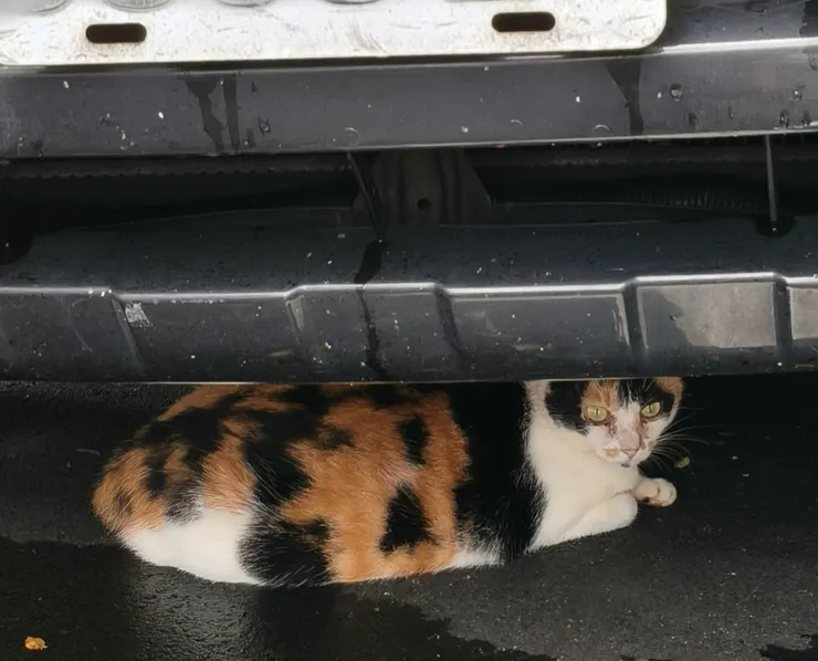 夜宿車底的流浪貓