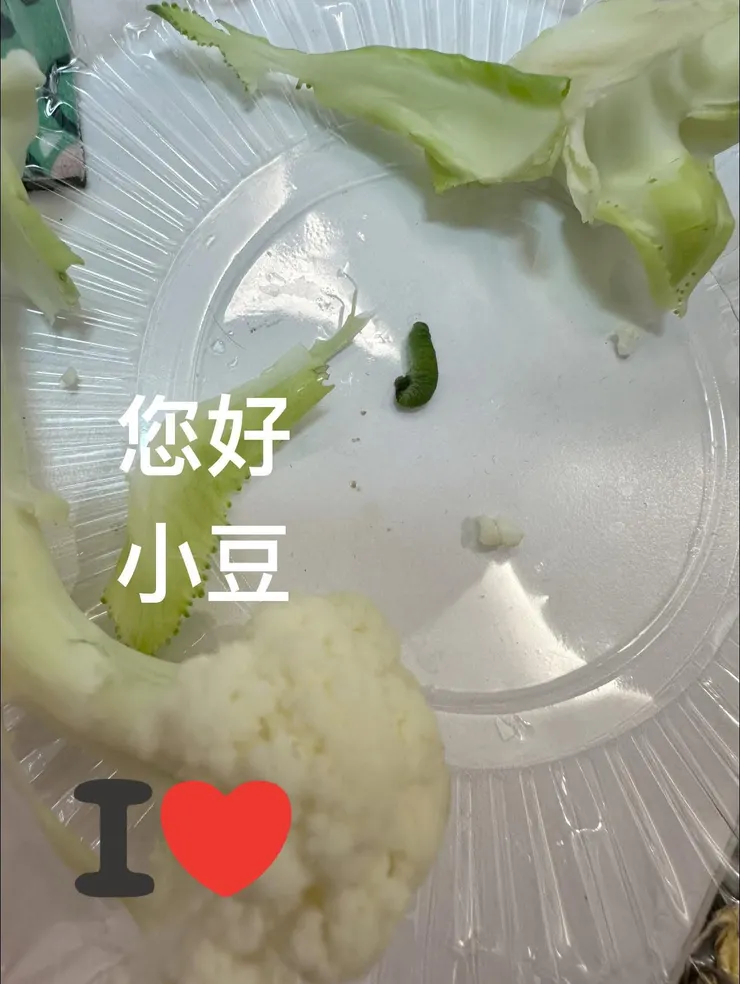 兒子曾經收養的蟲之一