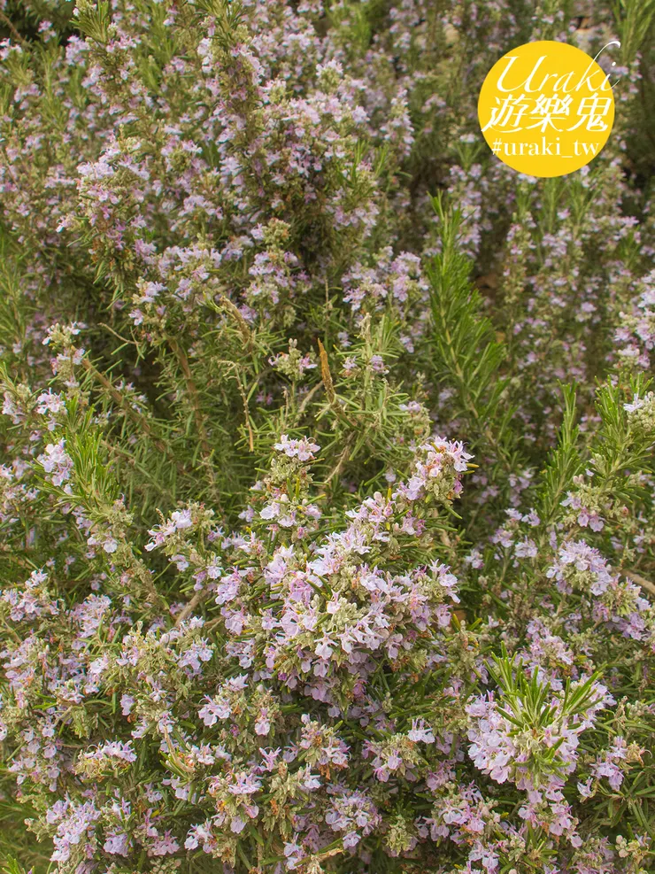 第一次看到開紫花地迷迭香