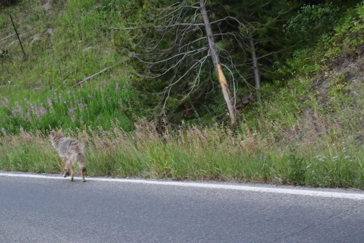 還來不及觀察,就只看的到尾巴了....