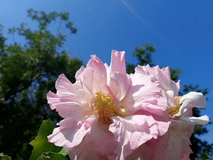 江塘邊最美的秋色—木芙蓉