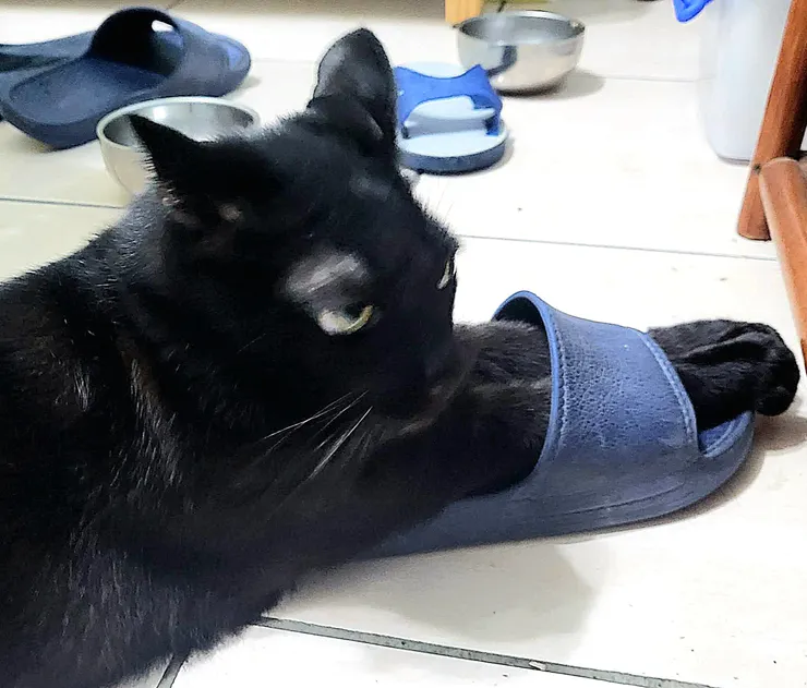 不知怎麼穿上的？🌞(李建崑攝影)