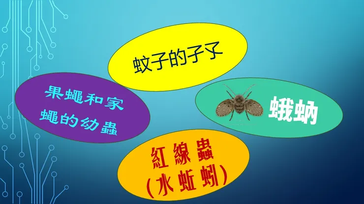 浴廁不通常見蚊蟲類