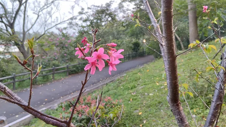 櫻花照
