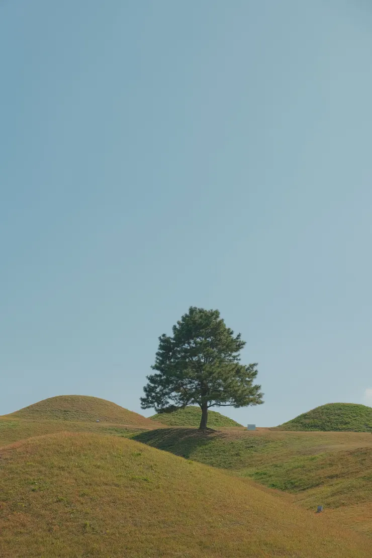 必拍的就是這棵樹了，獨自佇立於無數小丘之間，成為魔幻景色的一部分。