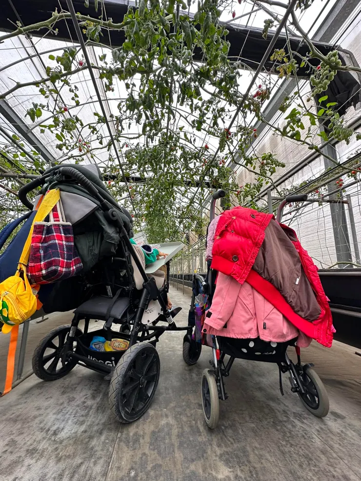 兩台輪椅在蕃茄藤下~20230205